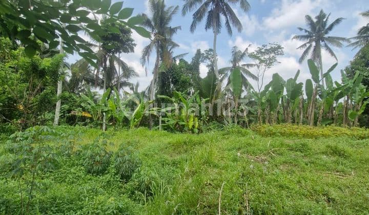 Dijual Tanah di Jalan Cinta Tegallang Ubud Gianyar