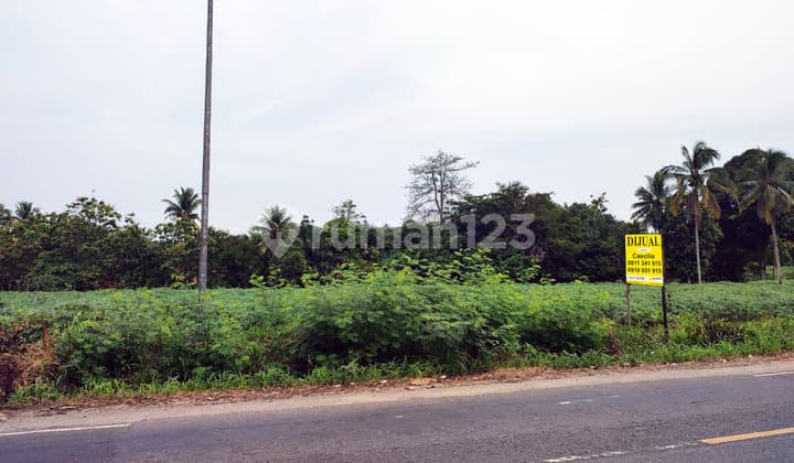 Land on Jl. Negara, Gunung Sugih, Central Lampung, Near the Regent's Office & the Religious Court Office, Freehold Title (SHM).