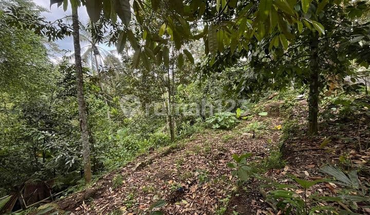 Tanah 17 Are Zona Perumahan Disewakan, di Ubud, Gianyar Area
