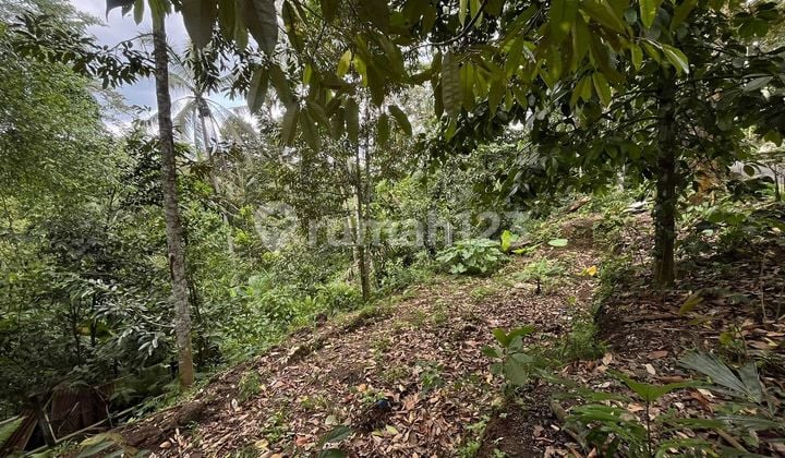 Land 17 Are in Residential Zone for Rent, in Ubud, Gianyar Area