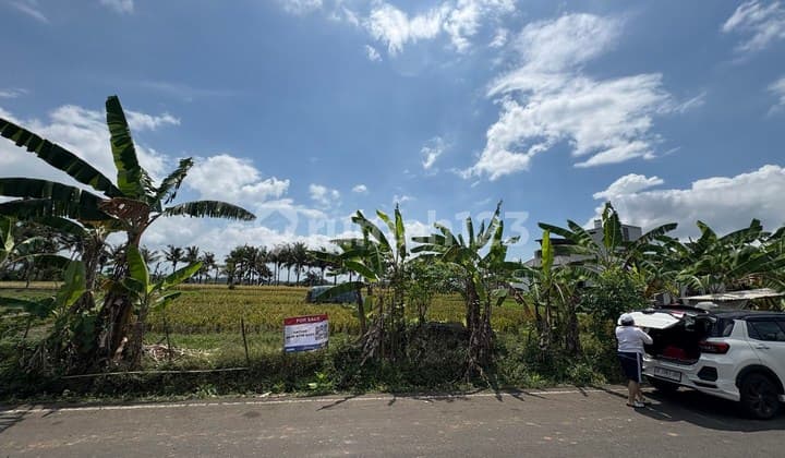 Tanah Kavling 12,64 Are Dijual, di Kedungu, Tabanan Area