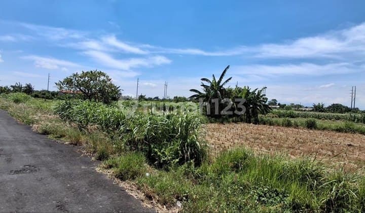 Agricultural Land 19.7 Are with Rice Field View for Sale, in Padang Galak Sanur Area