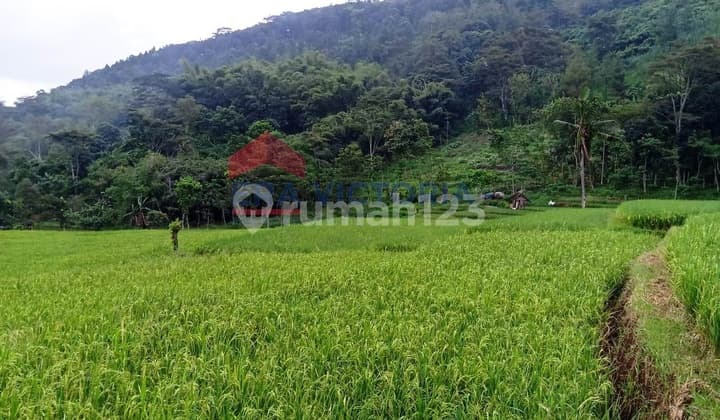 Tanah lahan Sawah Di Sumberngepoh Lawang, Dekat Rumkit Sumberporong