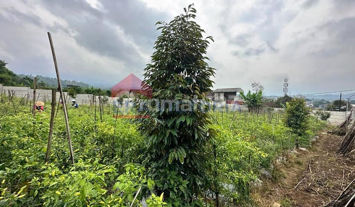 Tanah Lokasi Dau Mepet Kota Batu Sudah Tembok Keliling