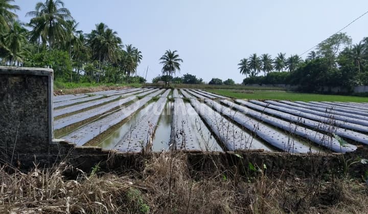 Dijual Cepat Tanah Di Panimbang Pandeglang Banten 1.5 Ha Pinggir Jln Utama Murah