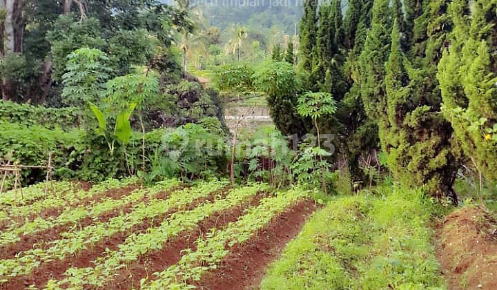 Jual Cicil 24 Juta Atau 4,2m Villa 2500 M2 Asri Dan Indah Desa Sukajadi Tamansari Ciapus Bogor - Sell Villa 2500 Sqm Desa Sukajadi Tamansari Ciapus Bogor