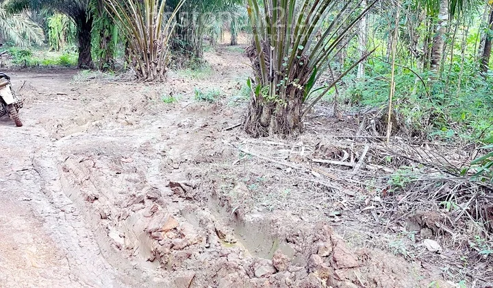 Jual Kebun Sawit Siap Berbuah 20 Ha Desa Margaluyu Cimarga Rangkasbitung Banten - Sell Crude Palm Plantation 20 Ha Desa Margaluyu Cimarga Rangkasbitung