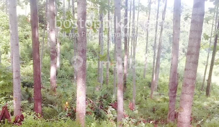 Jual Tanah Kebun Isi Pohon Jabon 20 Ha Cibanteng Bogor