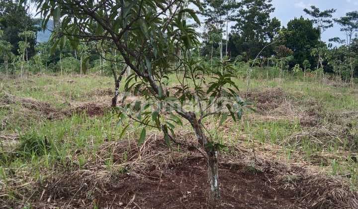 Dijual Tanah Datar di Jl. Raya H. Usa, Ciseeng Kabupaten Bogor