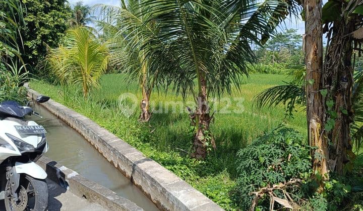 Tanah Murah Mengwi View Sawah Area Villa 2200 M²