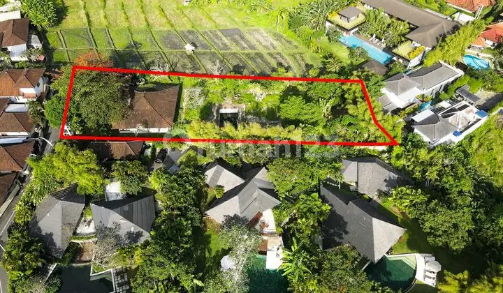 Rice field View Land in Umalas Kuwum Banjar Semer Kerobokan