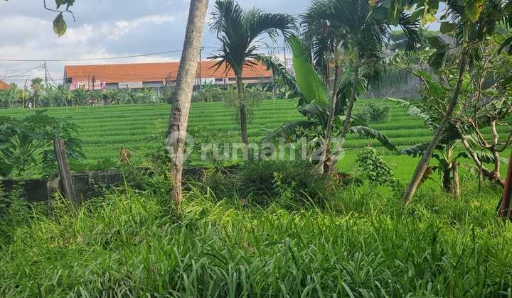 Affordable Land in Premium Umalas Location with Rice Field View, Suitable for Villa
