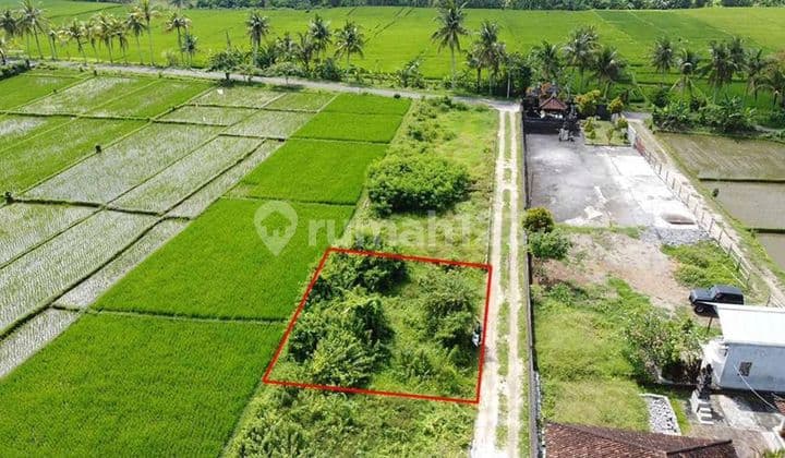 Tanah 2 Are View Sawah di Buwit Kaba Kaba Dekat Nuanu dan Canggu
