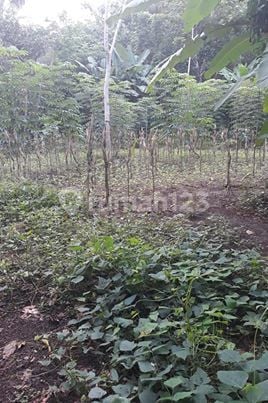 Cheap land, no road access, Sitarda, Pangkah Wetan, Gresik. Cheap land, no road access, Sitarda, Pangkah Wetan, Gresik.