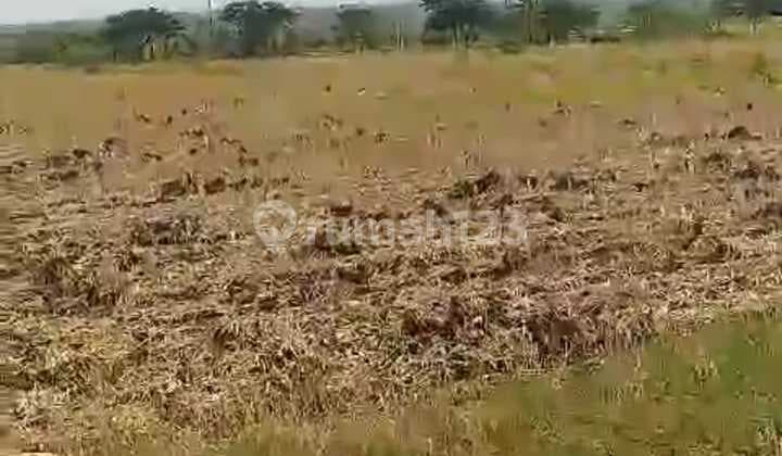 Good Industrial Land in Pereng, Jenu, Tuban