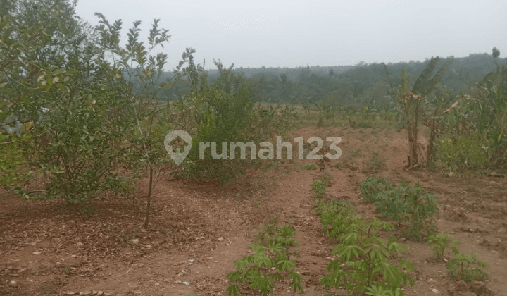 Dijual Tanah Pinggir Jl. Raya Tenjo, Kab. Bogor Barat