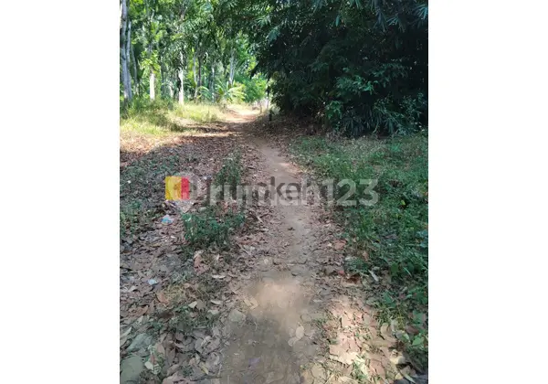 Kavling di Sidodadi Mijen Semarang