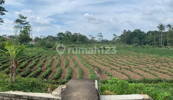 Termurah Sawah Produktif Dijual Sawah Produktif Kuningan Jawa Barat
