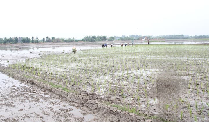 Dijual Sawah Shm 17540.0 M² Dekat Dari Metland Cikarang