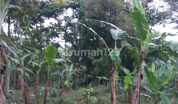 Jual Nego Sampai Jadi! Tanah Jl. Tugu Laksana Punclut