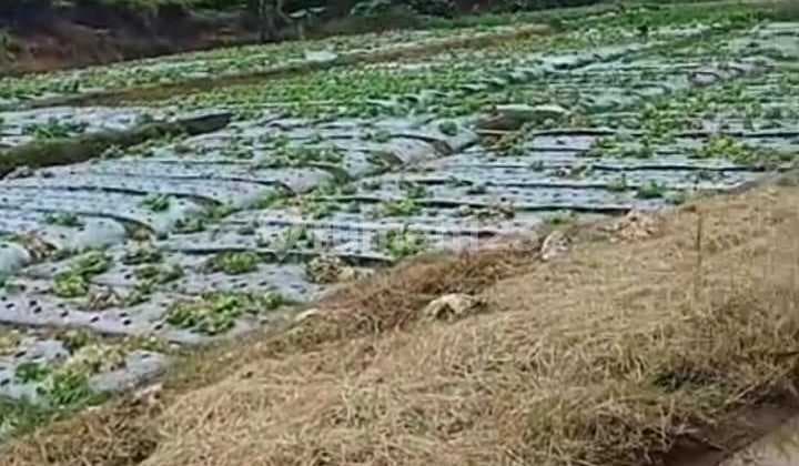 Dijual Tanah Perkebunan Ciwidey Murah dan Luas