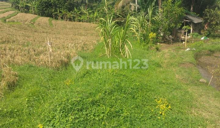 Tanah Pedesaan Yang Asri Dan Sejuk