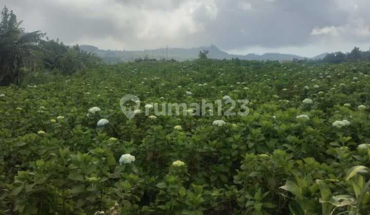 Jual Tanah Cocok Untuk Villa Dan Glamping