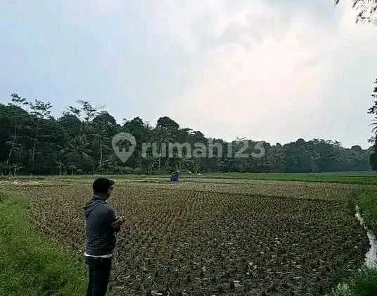 Tanah Sawah Sindangsari Sindangheula Serang Banten Luas 2060M2
