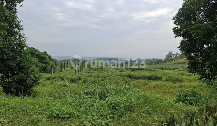 Tanah Luas di Ngaliyan 2 hektar, 1,3 juta per meter Semarang Bisa nego