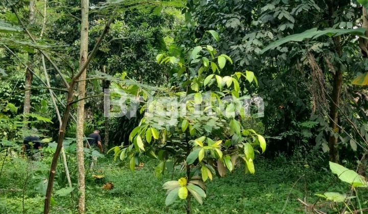 Tanah di Desa Cibinong Cilaku Cianjur