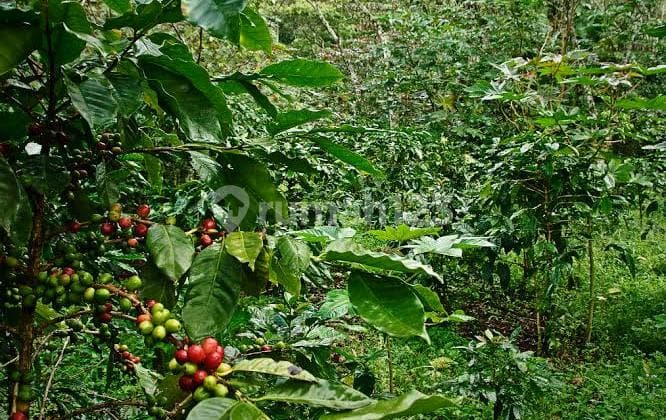 Tanah Kebun Kopi Robusta View Menarik Luas 80are Di Sukasada, Buleleng, Sangat Cocok Buat Tempat Singgah, Perkebunan, Tempat Retret Ataupun Di Investasikan Kembali, Wilayah Yang Tenang Yang Menjanjikan Udara Yang Sejuk.