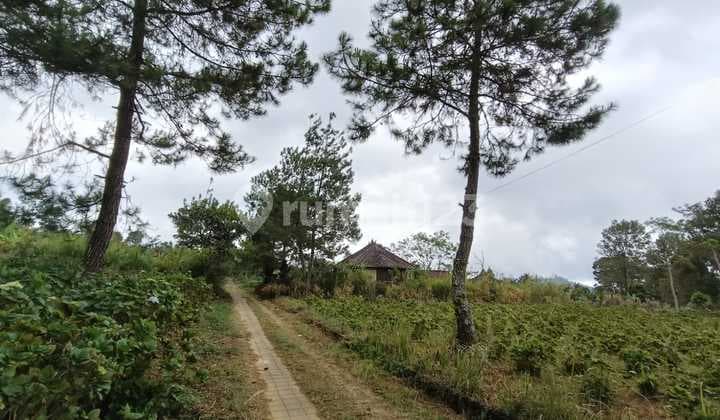 Tanah Kavling 250 M2 View Laut Lovina & Gunung Batukaru - Kawasan Wisata