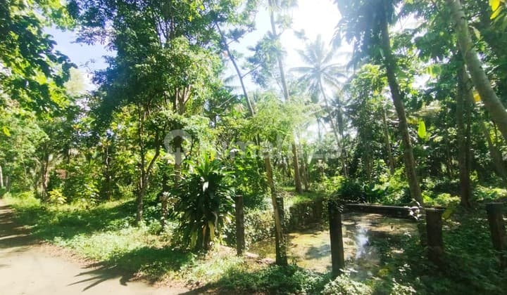 Tanah Pekarangan Luas 1662 Meter Persegi Lokasi Pangasih Kulon Progo dekat dengan kampus UNY dan UGM