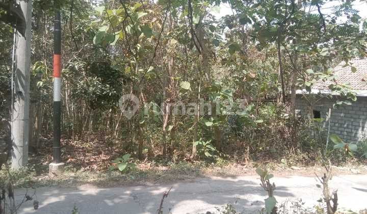 Tanah 1338 Meter Persegi Di Bangunjiwo Kasihan Bantul.