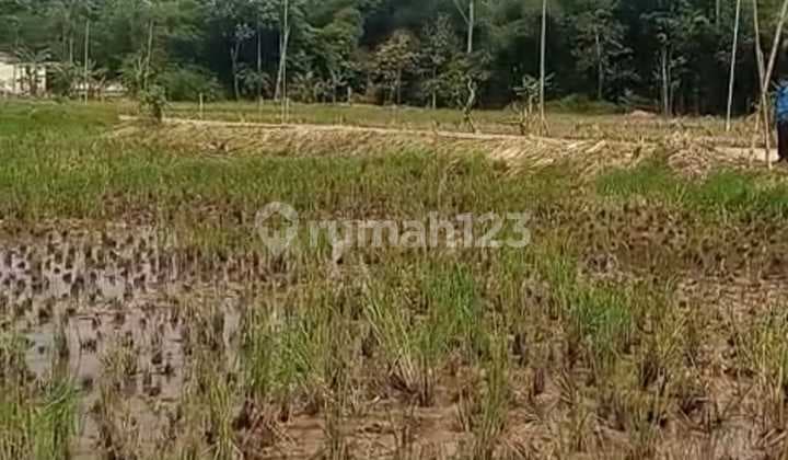 Lahan Tanah Sawah Lokasi Kebon Cau Kecamatan Serang Banten