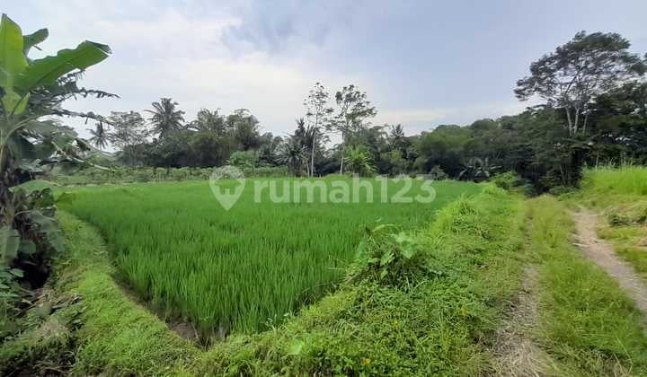 Dijual Sawah Luas 2.244 Meter Persegi - Lokasi Strategis Pandowoharjo Sleman