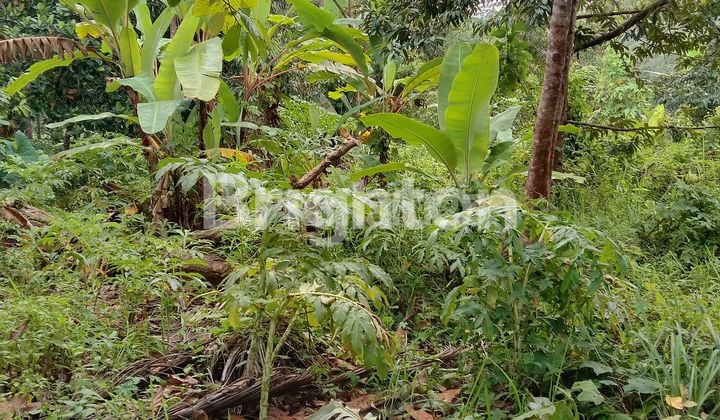 KEBUN DIPINGGIR JALAN BATUPUTU BANDAR LAMPUNG