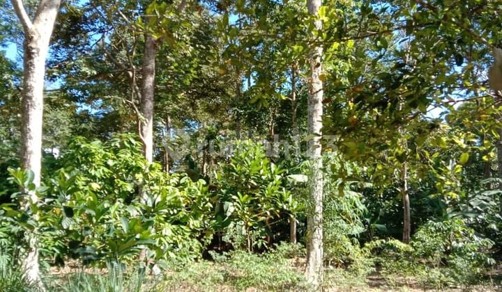 Kebun Durian Lt 1,3 Ha Tanjung Halok Batuputuk Bandar Lampung