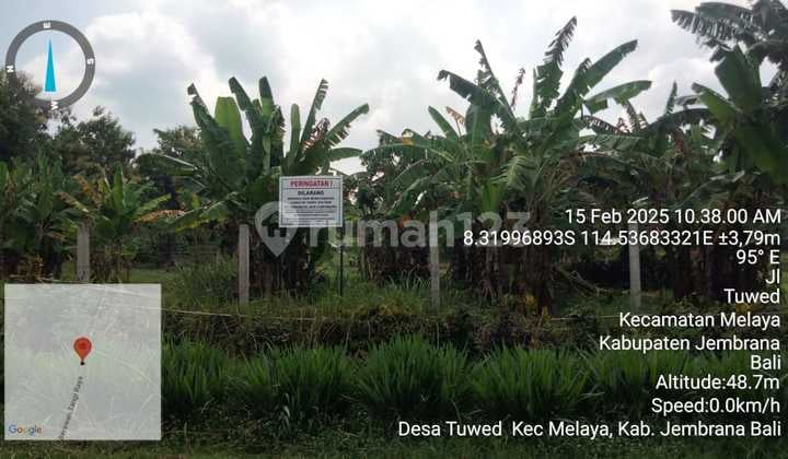 Very Large Land in Tuwed Village, Melaya District, Jembrana Regency, Bali