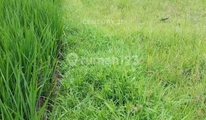 Dijual Cepat Tanah Sawah SHM Lokasi Strategis di Sleman Yogya