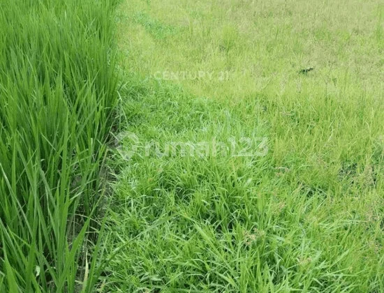 Disewakan Tanah Sawah SHM Lokasi Strategis di Sleman