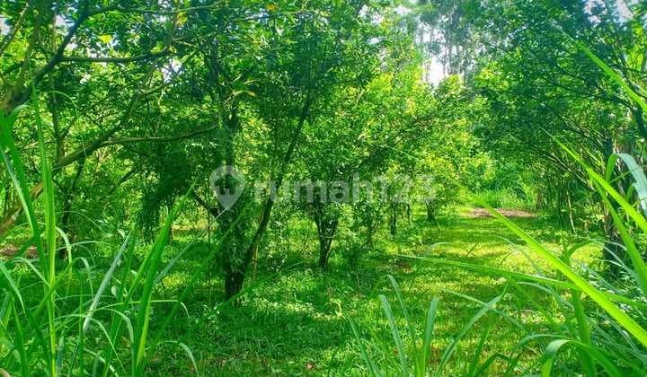 Lahan View Air Terjun Cocok Bangun Villa di Tampaksiring Bali