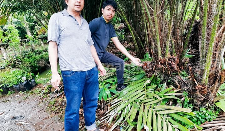 JUAL CEPAT TANAH KEBUN SALAK PONDOH MANIS CIKERIS 2 BOJONG PURWAKARTA