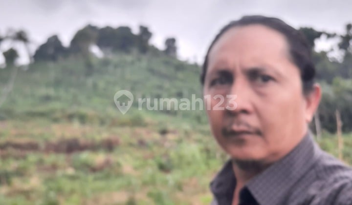 JUAL CEPAT TANAH KEBUN ALPUKAT DAN SALAK PONDOH MANIS CICEURI SAGALAHERANG SUBANG JAWA BARAT