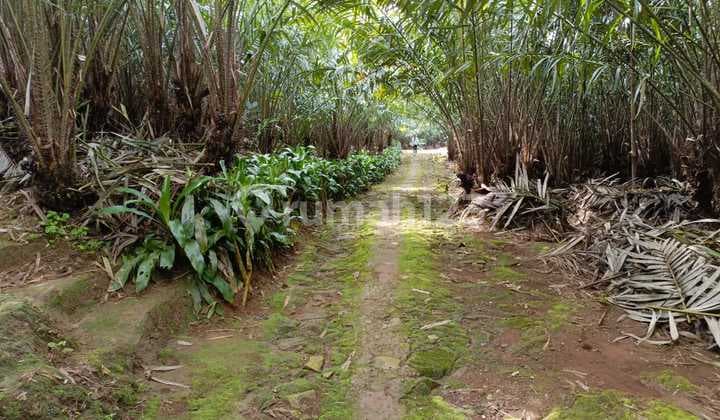 For Quick Sale: Sweet Salak Pondoh Orchard, Pangkalan 1, Subang, West Java