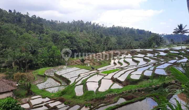 Jual Sawah Aktif Sdgn View Yg Indah 180 M2 Rp 27 Jt