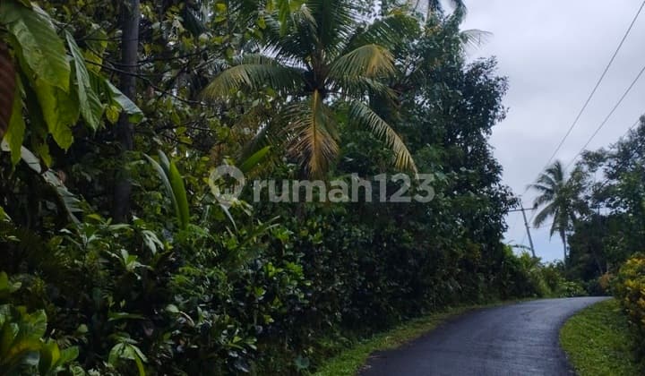 Jual Kebun .kopi.duren.manggis Rp Perare 15 Jt Di Tabanan Bali Ass