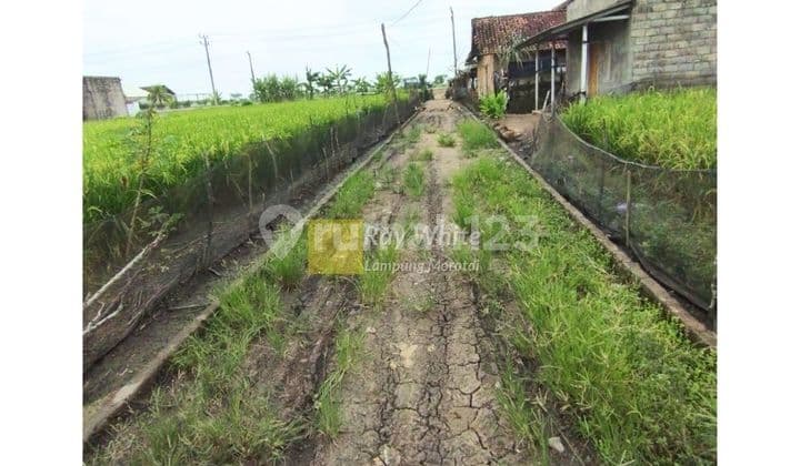 For Sale: Land with Swiftlet Building Bonus, Located in Rawajitu, Menggala, Tulang Bawang, LAMPUNG