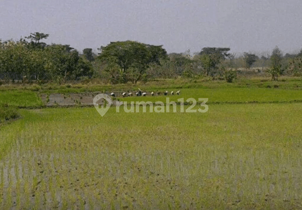 Lahan 6 Ha Pinggir Jalan Desa Jombang Jawa Timur