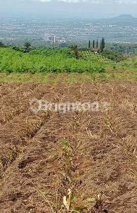 Tanah Luas 73.060 M² Di Malang Cocok Untuk Pertanian.dan Investasi